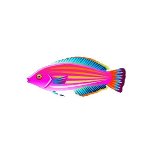 Fuchsia Accordion Wrasse